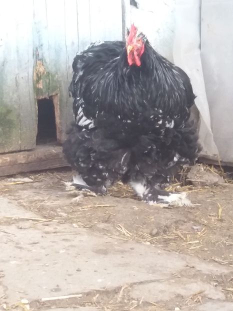  - cochin bobat