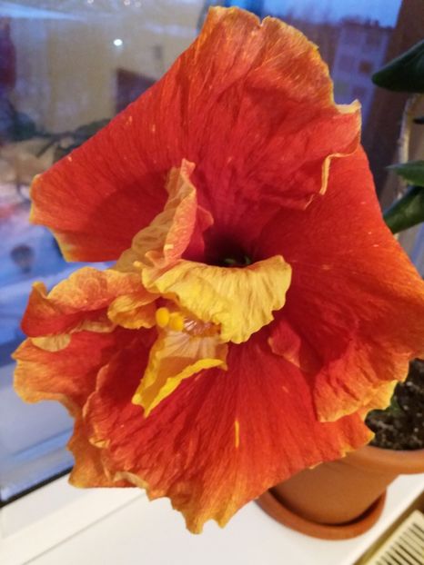  - Hibiscus DANCING FIRE