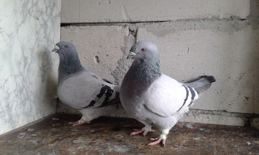  - Cuci -Albastri- Matca 2018