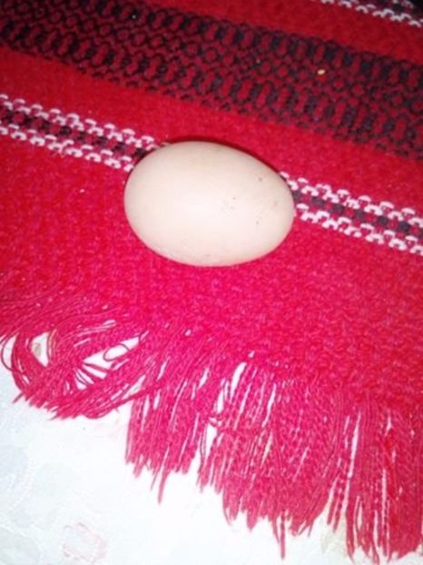 Harnicute brahmele - Gaini brahma pt 2017