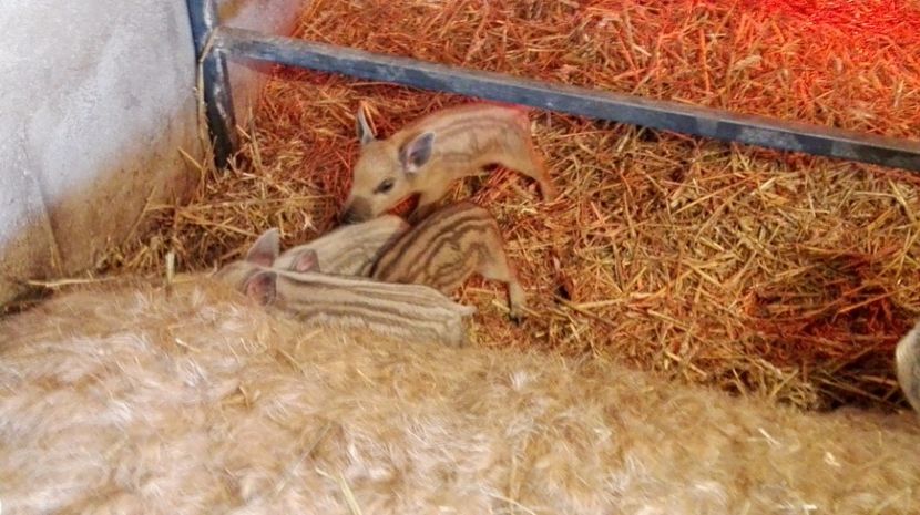  - 17-01-2017  -  Mangalita