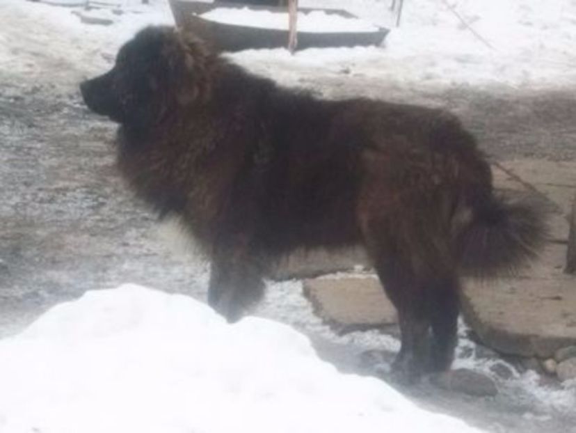 c5 - caucazian pt monta