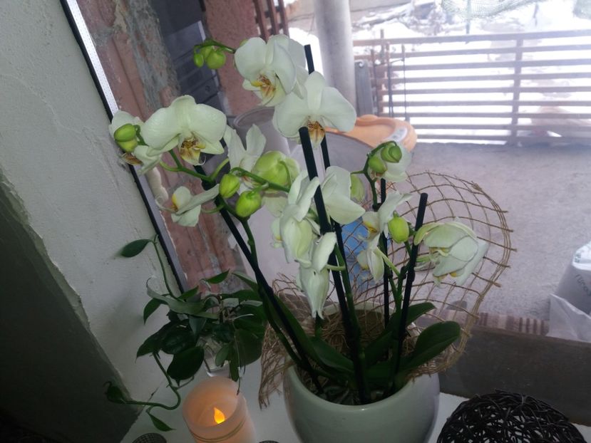 nou venita . 5 tije cu flori. - Orhidee