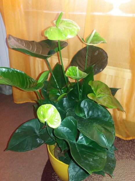 anthurium verde - 2017