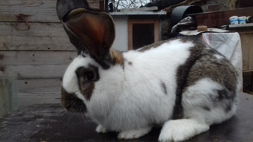 Mascul - Alte rase de iepuri