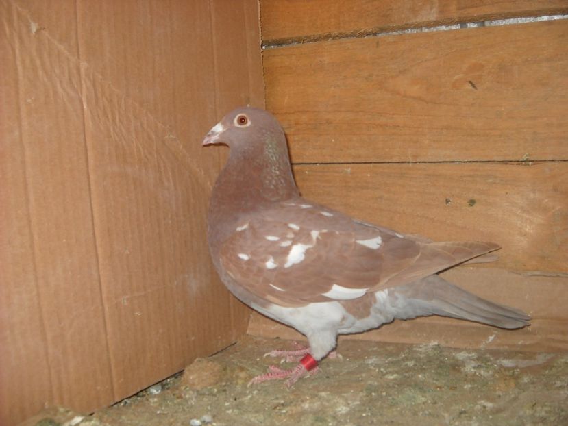 F.2016 - PORUMBEI VANDUTI