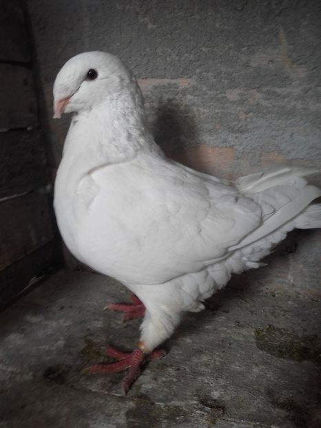 fem 2015 - MATCA 2017