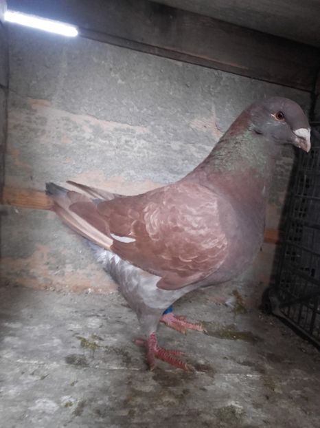 mas 2016 - MATCA 2017