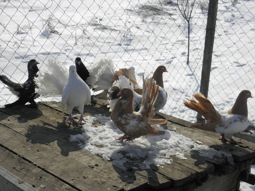 Rolleri de cluj si voltati - Rolleri de Cluj