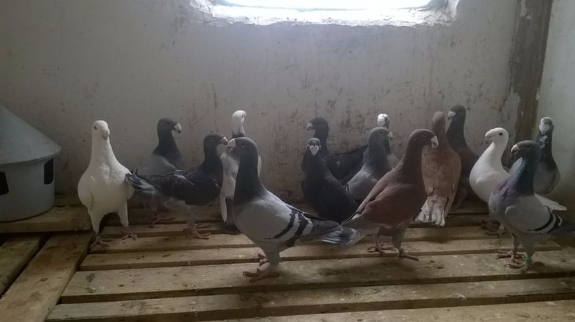  - 2 Germani de frumusete