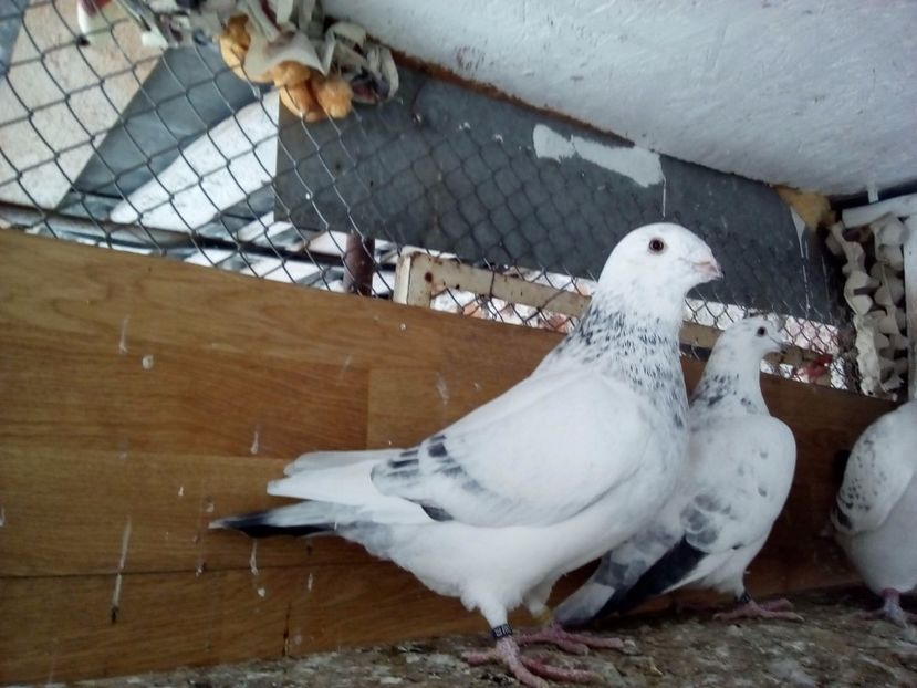 M 2016 - 2017 cuci standard