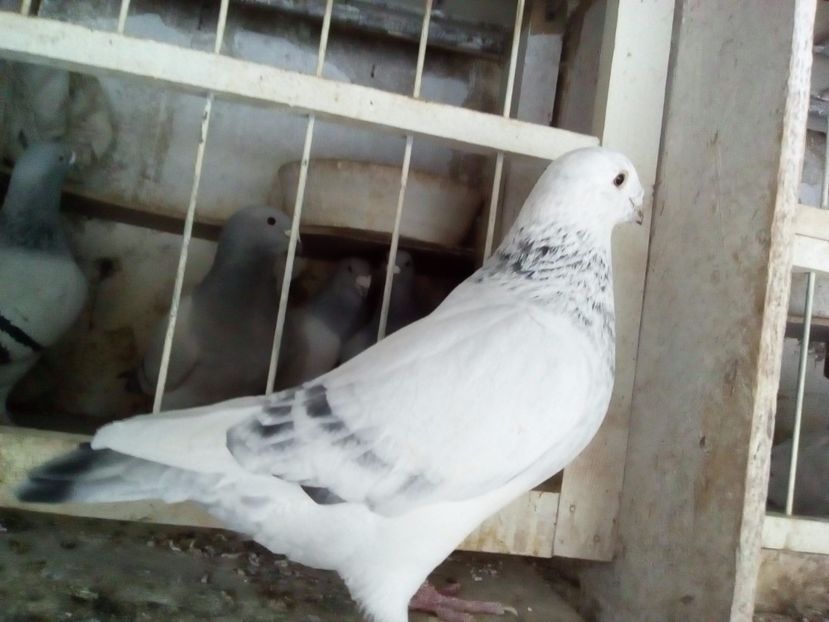  - 2017 cuci standard