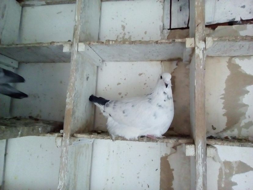 F 2016 - 2017 cuci standard