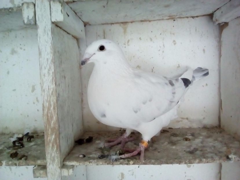  - 2017 cuci standard