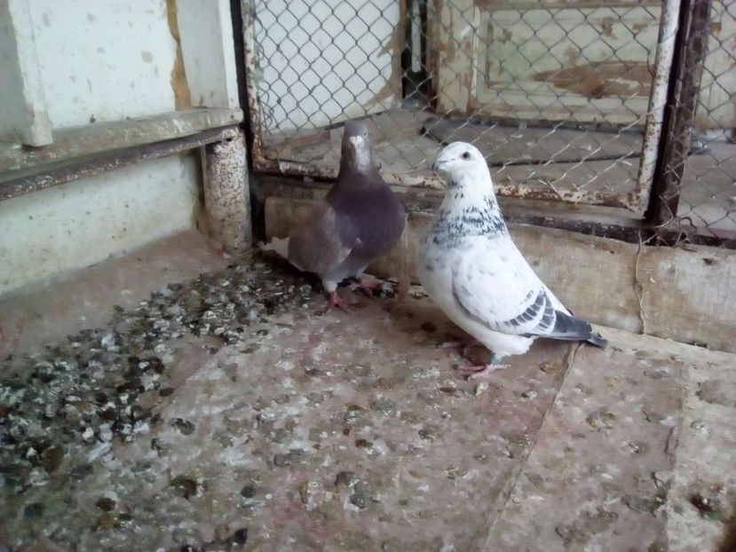 F 2015 - 2017 cuci standard