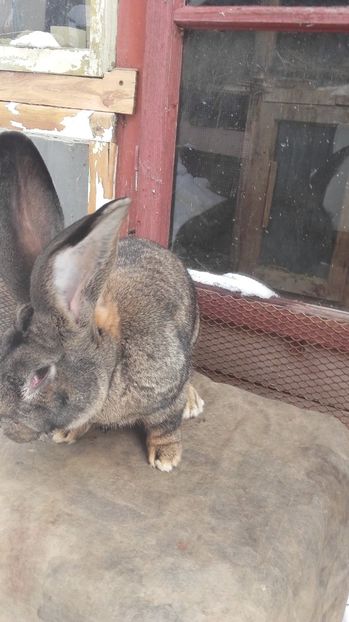  - De vanzare momentan