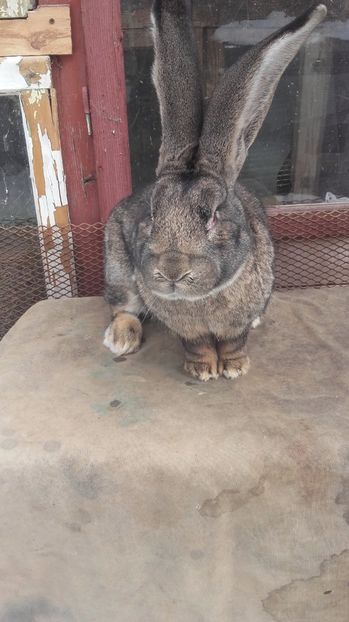  - De vanzare momentan