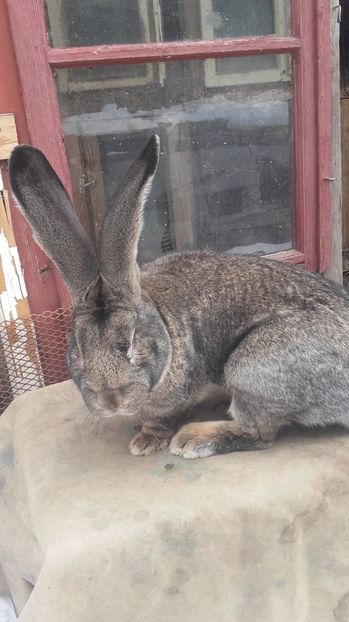  - De vanzare momentan