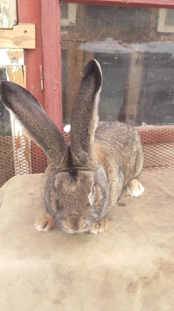  - De vanzare momentan