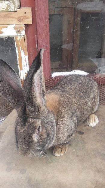  - De vanzare momentan