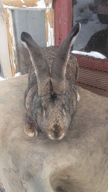  - De vanzare momentan