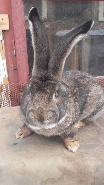  - De vanzare momentan