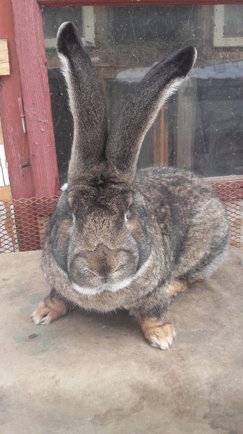  - De vanzare momentan