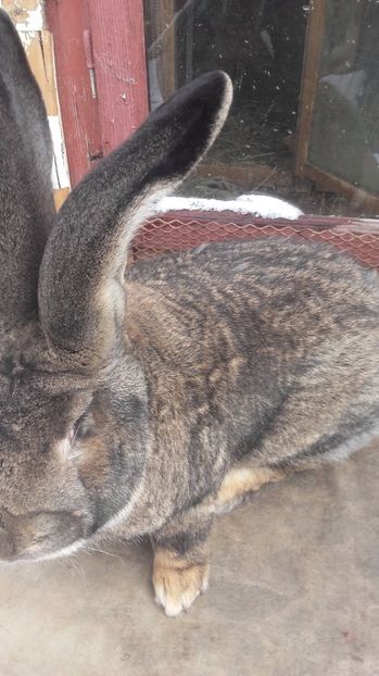  - De vanzare momentan