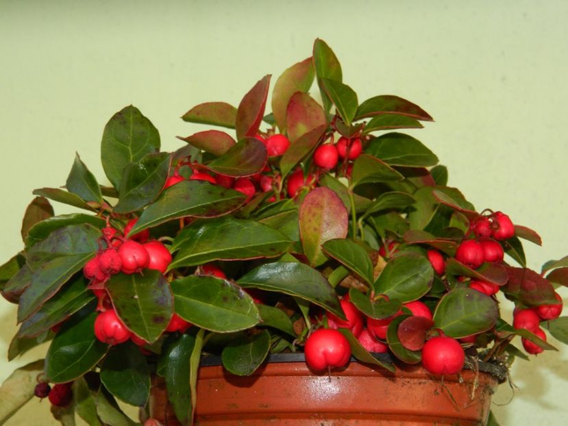 Gaultheria procumbens - 2017 FEBRUARIE