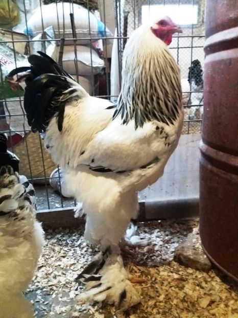 M 1 - 1_COCOSI PENTRU 2017