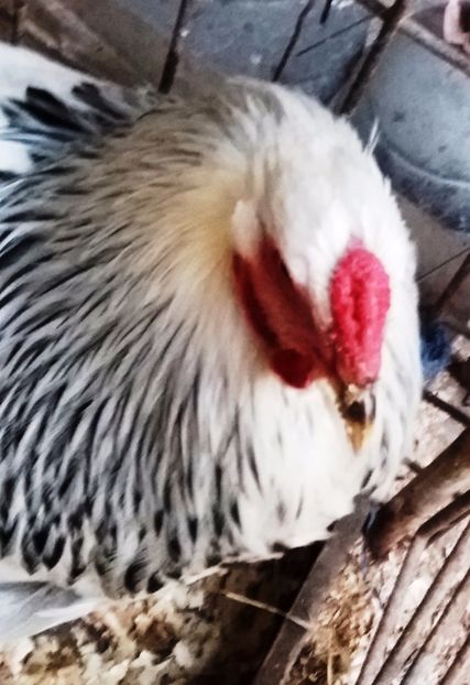 M 1 - 1_COCOSI PENTRU 2017