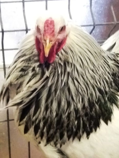 M 2 - 1_COCOSI PENTRU 2017