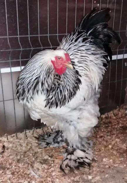 M 2 - 1_COCOSI PENTRU 2017