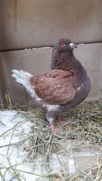  - De vanzare februarie