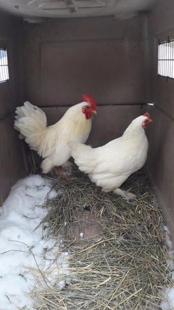  - De vanzare februarie