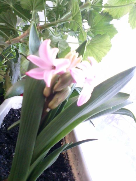 IMG00514 - Flori 2017