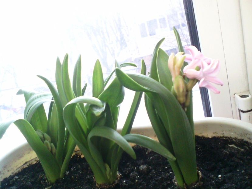 IMG00519 - Flori 2017