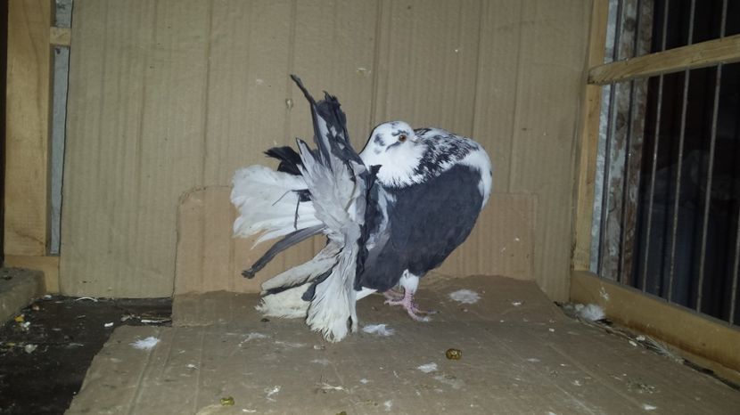 Mascul 2016 acum își schimba coada - De vanzare VOLTATI