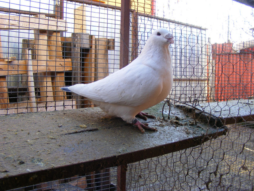 M 2014 VANDUT FEB. 2017 - PORUMBEI VINDUTI