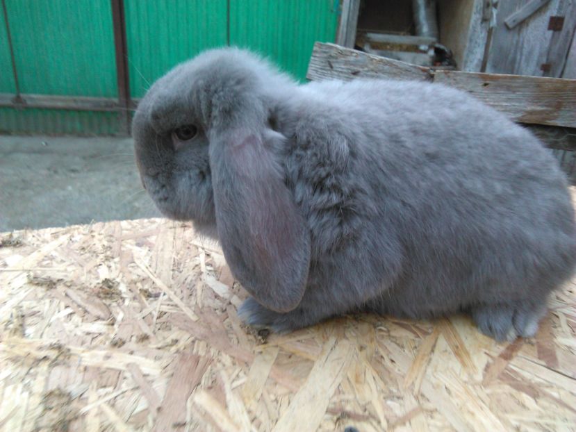  - AAAA PUI Berbec 2017