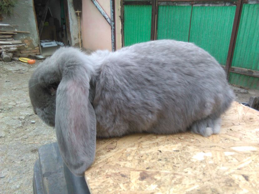  - AAAA PUI Berbec 2017