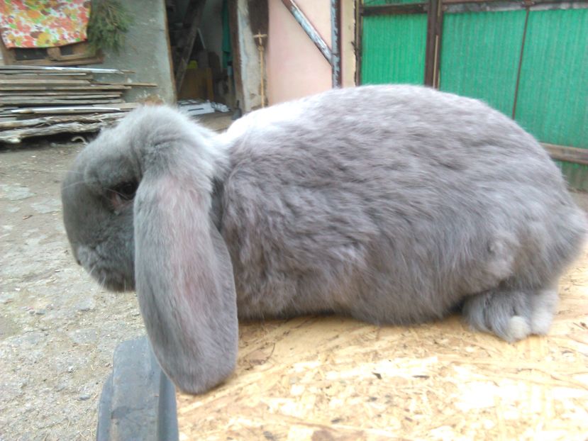  - AAAA PUI Berbec 2017