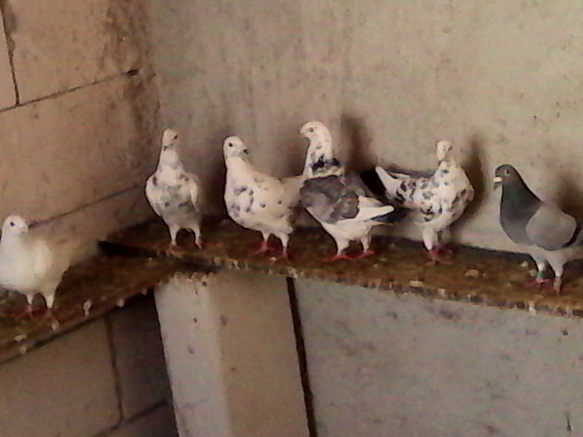  - ARHIVA