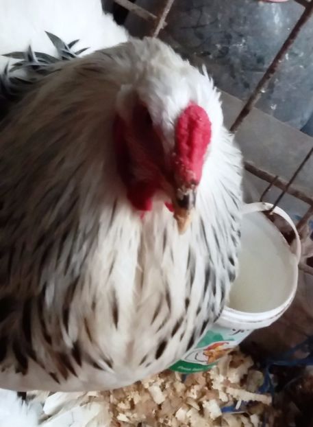  - 2_BRAHMA HD _ FAM 1