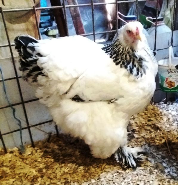  - 2_BRAHMA HD _ FAM 1