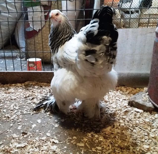  - 2_BRAHMA HD _ FAM 1