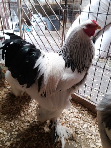  - 2_BRAHMA HD _ FAM 1