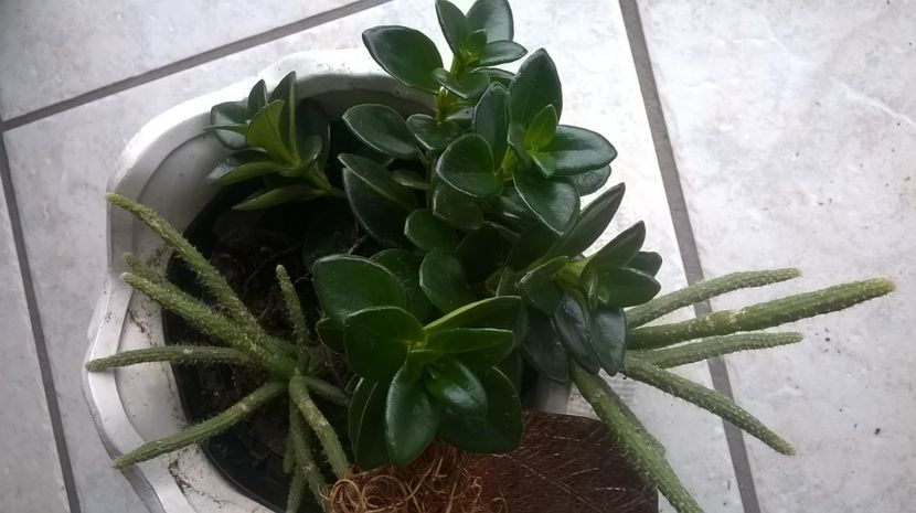  - Aaa achizitii 2017