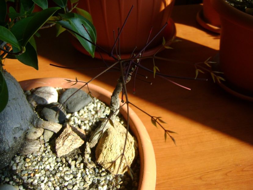 1 febr. 2017 - Nandina domestica nana, frunze noi - Bonsai si prebonsai 2016-2017