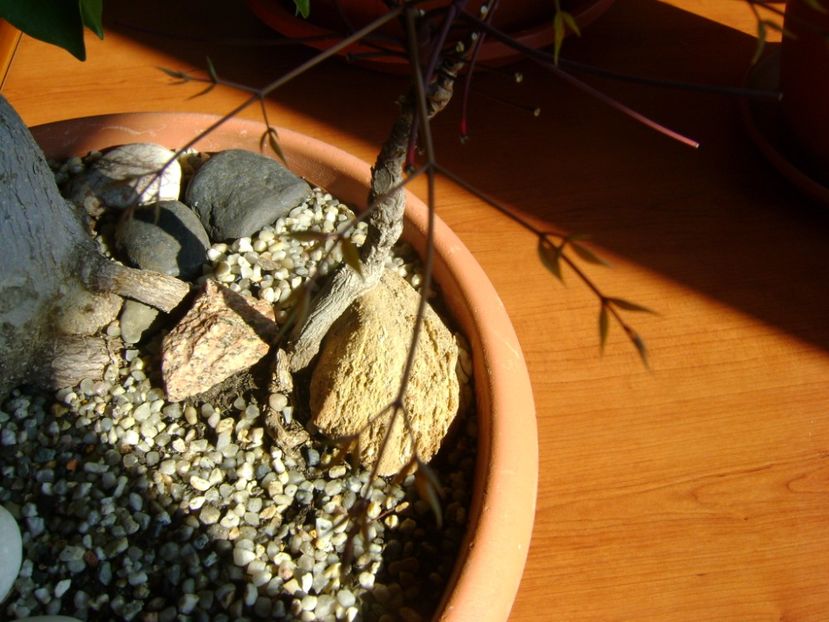 1 febr. 2017 - Nandina domestica nana, frunze noi - Bonsai si prebonsai 2016-2017